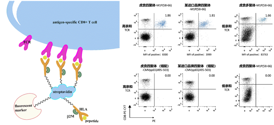 抗原特异性 CD8+ T 细胞示意图