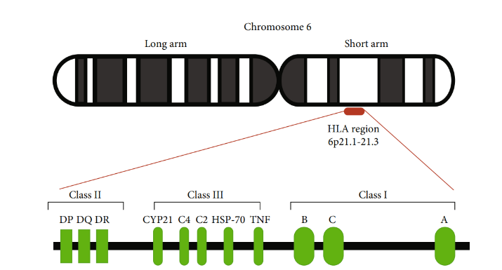 抗原特异性 CD8+ T 细胞示意图