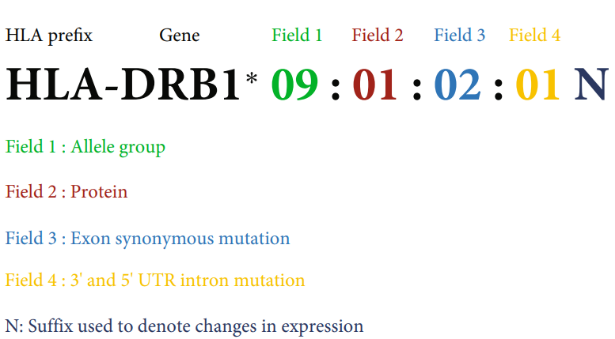 抗原特异性 CD8+ T 细胞示意图