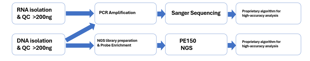 抗原特异性 CD8+ T 细胞示意图