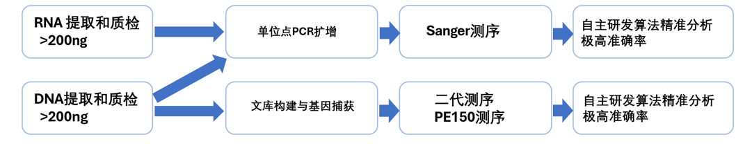 抗原特异性 CD8+ T 细胞示意图